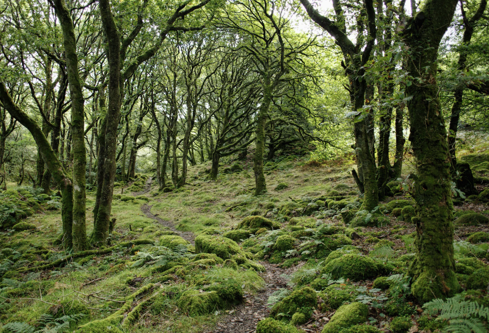 Wales Forest