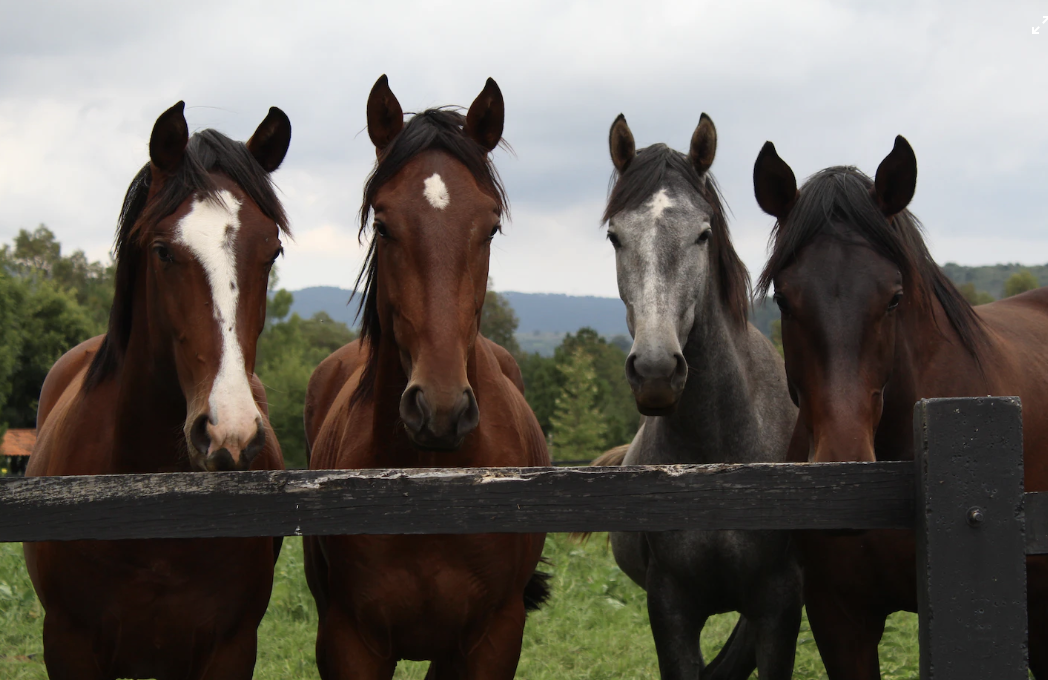 Horses