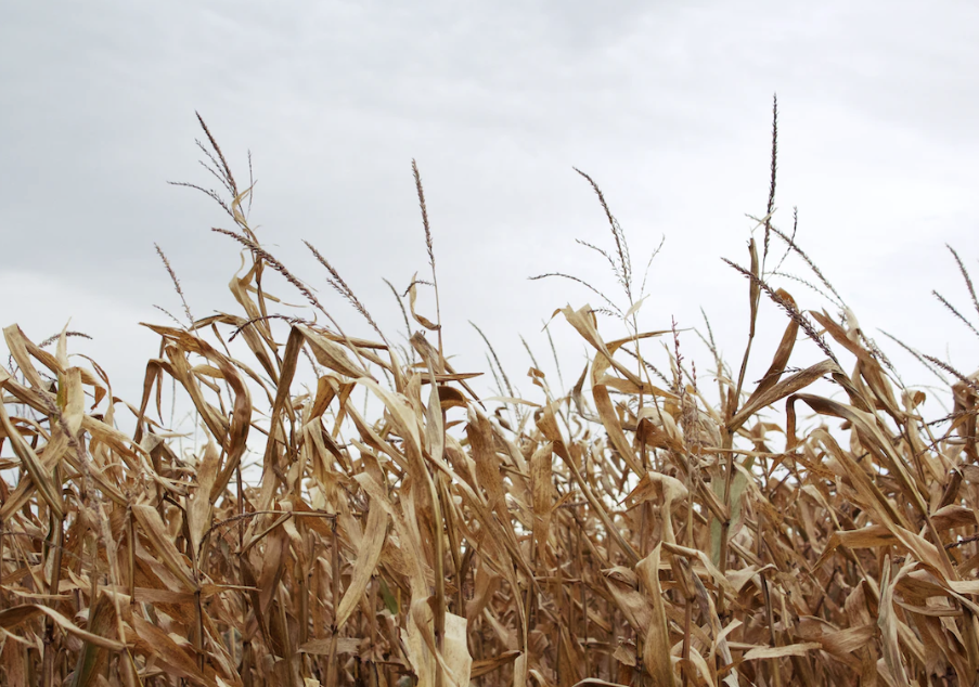 Corn field